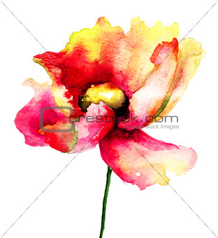 Poppy flower