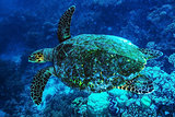 Big turtle undersea