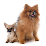 puppy chihuahua and spitz