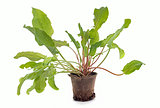 sorrel plant