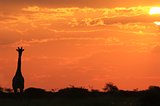 Giraffe - Wildlife Background from Africa - Sunset Golden Harmony