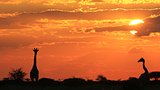 Giraffe - Wildlife Background from Africa - Sunset Golden Tranquility