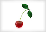 Cherry with leaves and waterdrops 