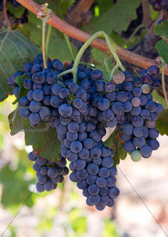 Grape Clusters Vertical Composition Still on Vine Country Vineya