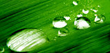 water drops on plant