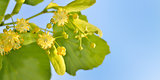 Branch of lime flowers in garden