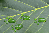 footprints of animal on walnut green leaf