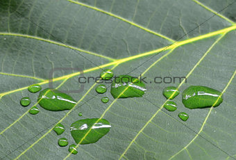 footprints of animal on walnut green leaf