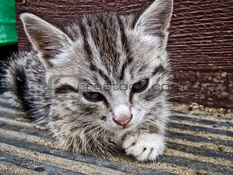 Gray striped kitten
