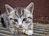 Gray striped kitten
