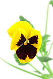 Yellow-violet pansy flower
