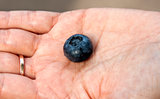 blueberries in the women's hands