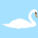 swan white