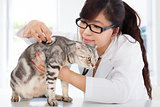 Female  Veterinarian examining a cute cat at clinic
