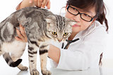 Female  Veterinarian doing checkup a cute cat at clinic