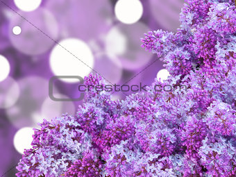Abstract background with puple lilac