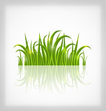 Green grass with reflection, isolated on white background