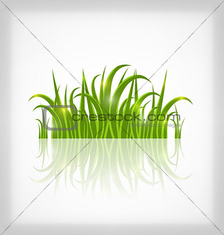 Green grass with reflection, isolated on white background