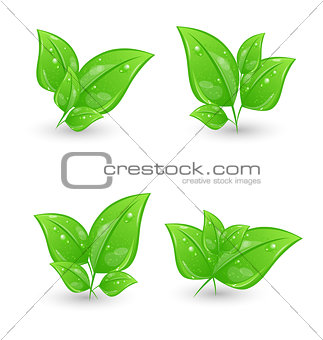 Set of green eco leaves isolated on white background