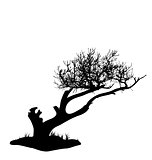 Tree silhouette isolated on white background