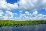 In the Everglades