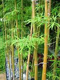 Bamboo Garden 2