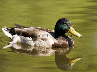 Swimming Duck In Pond