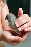 chick in child hand