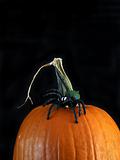 halloween pumpkin with spider