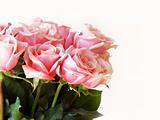 Valentine's Day pink roses
