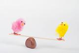 Two small furry chicks on a teeter totter
