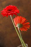 Red asters