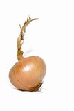 single onion isolated