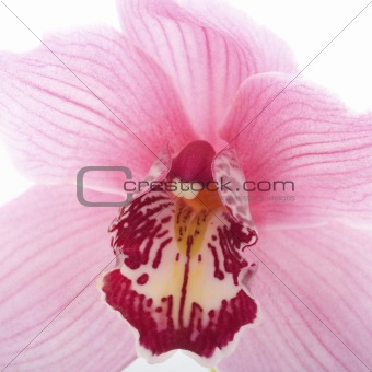 studio close up of a flower