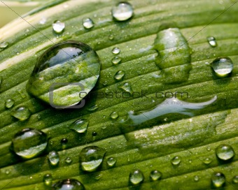 Green Leaf with Water Droplets