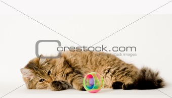 Young cat that is hunting the ball
