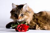 Young cat with a rose