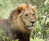 Lion (Panthera leo)