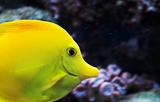 Yellow tang fish in saltwater aquarium