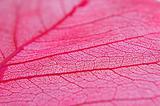 Closeup of dried red leaf