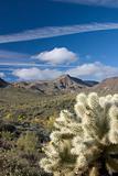 Cholla Cactus in Desert Southwest