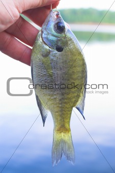 Sunfish, aka, White Crappie