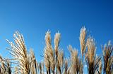 Grass reeds against a blue sky