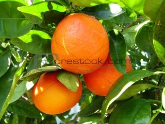 Oranges in a tree.