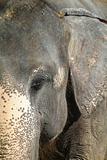 Detail of elephant