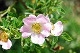 Mosqueta Rose Flower