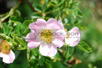 Mosqueta Rose Flower