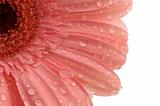 pink gerbera with a water drops isolated
