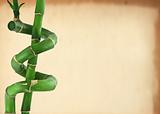 lucky bamboo background