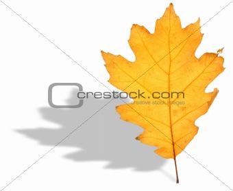 oak leaf and shadow